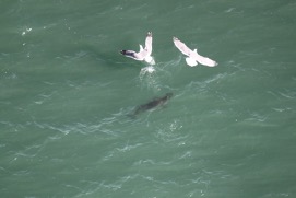 Missing Picture